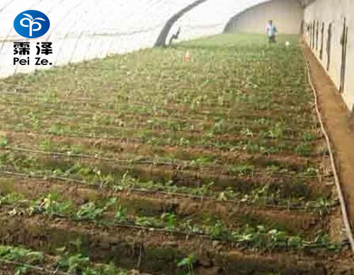 献县蔬菜水肥一体化